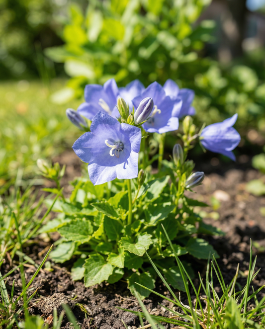 Campanula Carpatica Seeds Campanula Carpatica Perennial Blue Flowers