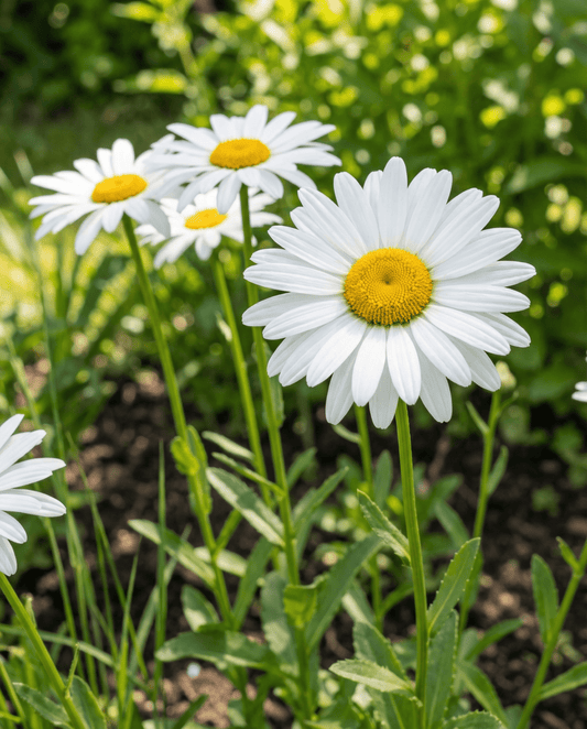 Shasta Daisy May Queen White Seeds Leucanthemum Superbum Perennial