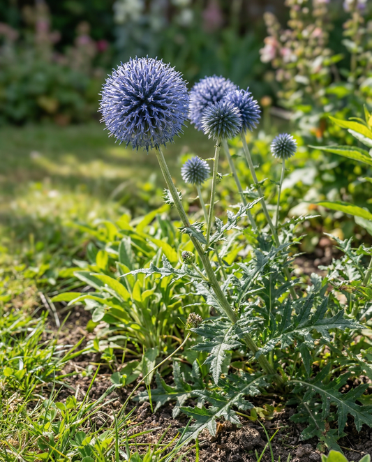 Globe Thistle Seeds Echinops Ritro Perennial Blue Globe Pollinator Friendly