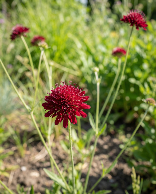 Macedonian Scabious Seeds Red Knight Knautia Macedonica Perennial