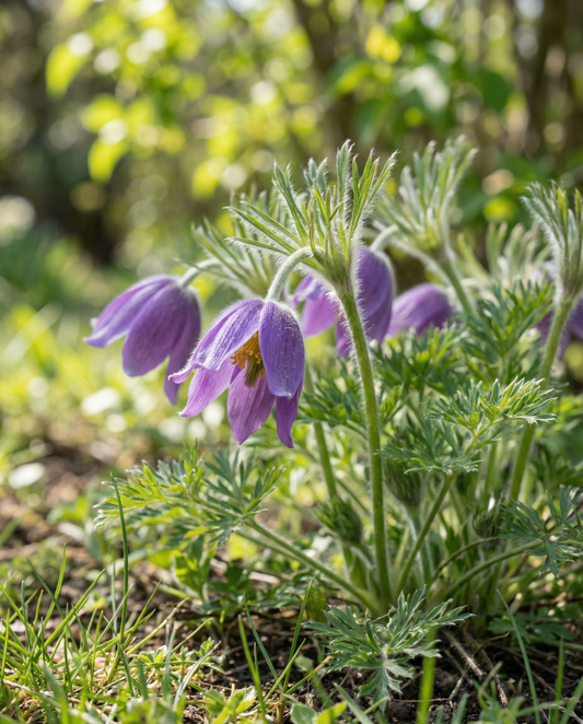Pasque Flower Seeds Pulsatilla Vulgaris Perennial
