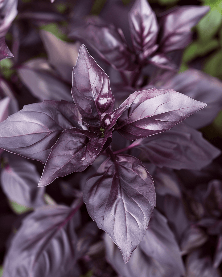 Sweet Basil Dark Opal Seeds Ocimum Basilicum Annual Herb