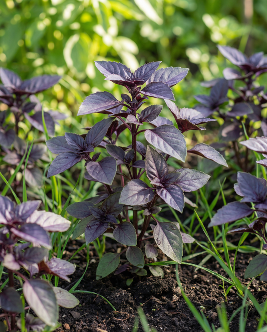 Sweet Basil Dark Opal Seeds Ocimum Basilicum Annual Herb