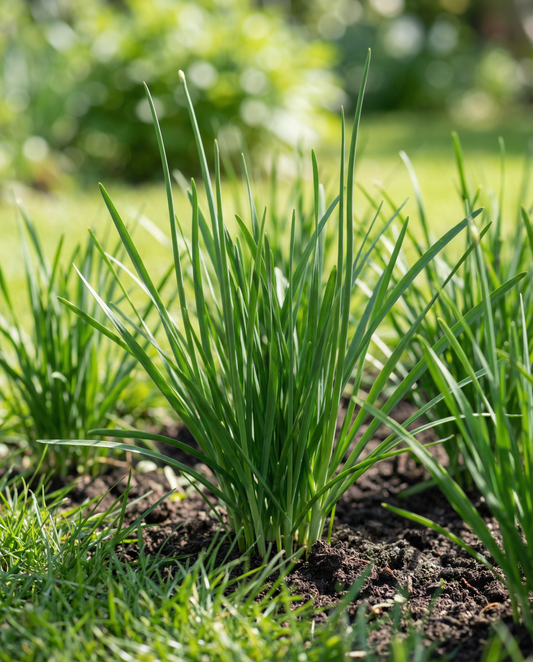 Garlic Chives Seeds Allium Tuberosum Perennial Herb White Flowers