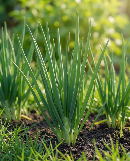 Welsh Onion Seeds Allium Fistulosum Perennial Winterhecke