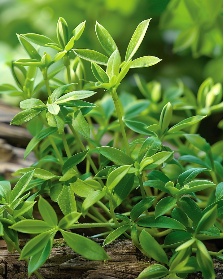 Savory Seeds Satureja Montana Perennial Herb