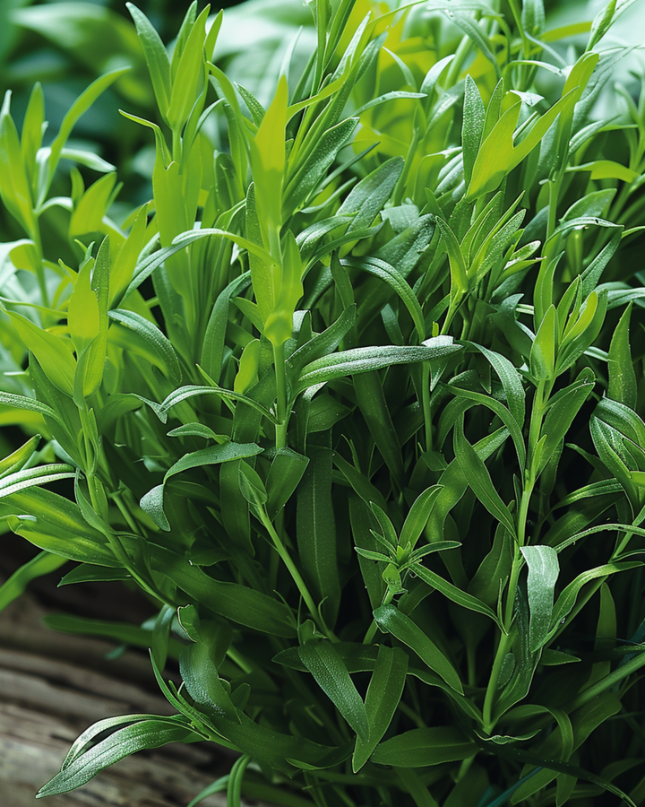 Tarragon Russian Seeds Artemisia Dracunculus Perennial Herb