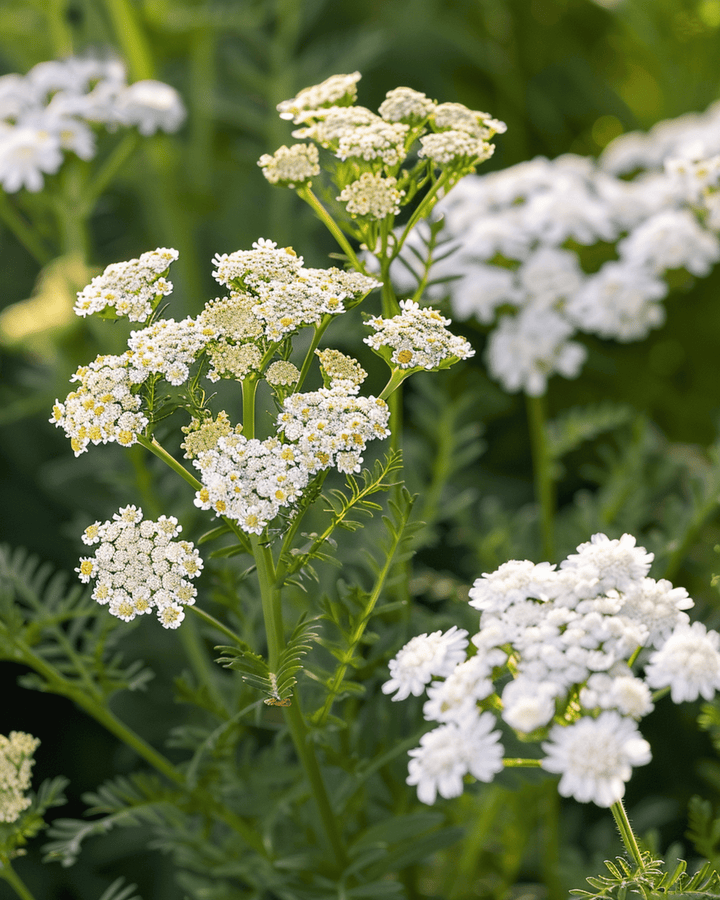 Yarrow Seeds Achillea Millefolium Perennial Herb