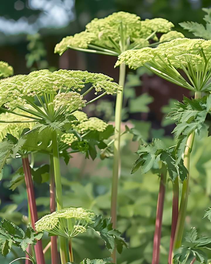 Angelica Seeds Angelica Archangelica Perennial Herb