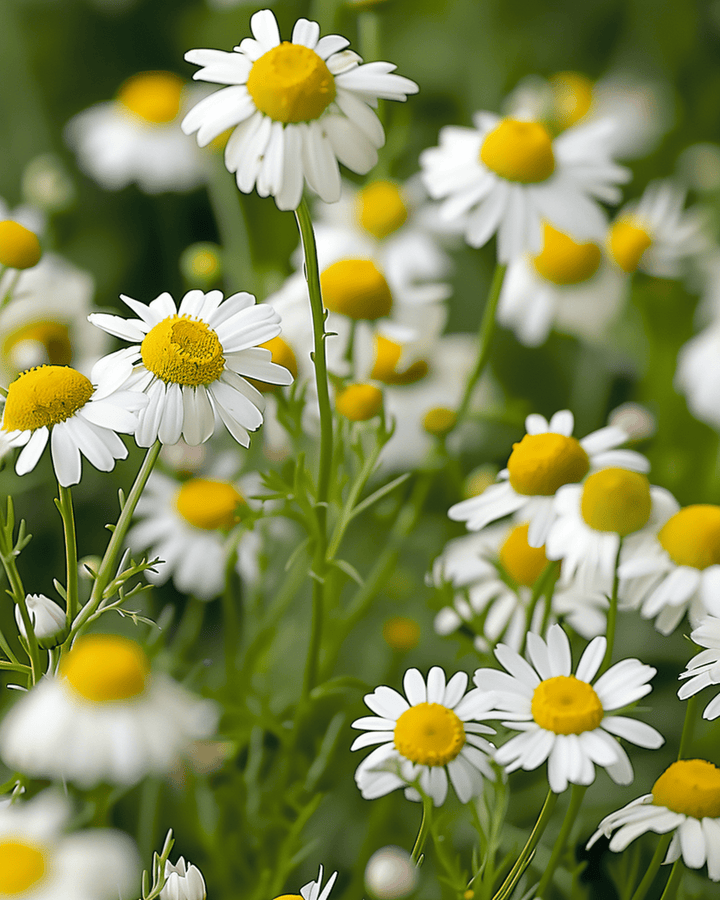 Chamomile Seeds Matricaria Chamomilla Annual Herb Mayweed