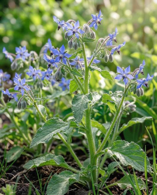 Borage Seeds Borago Officinalis Annual Herb Edible Flowers