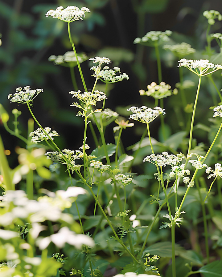 Cumin Seeds Cuminum Cyminum Annual Herb
