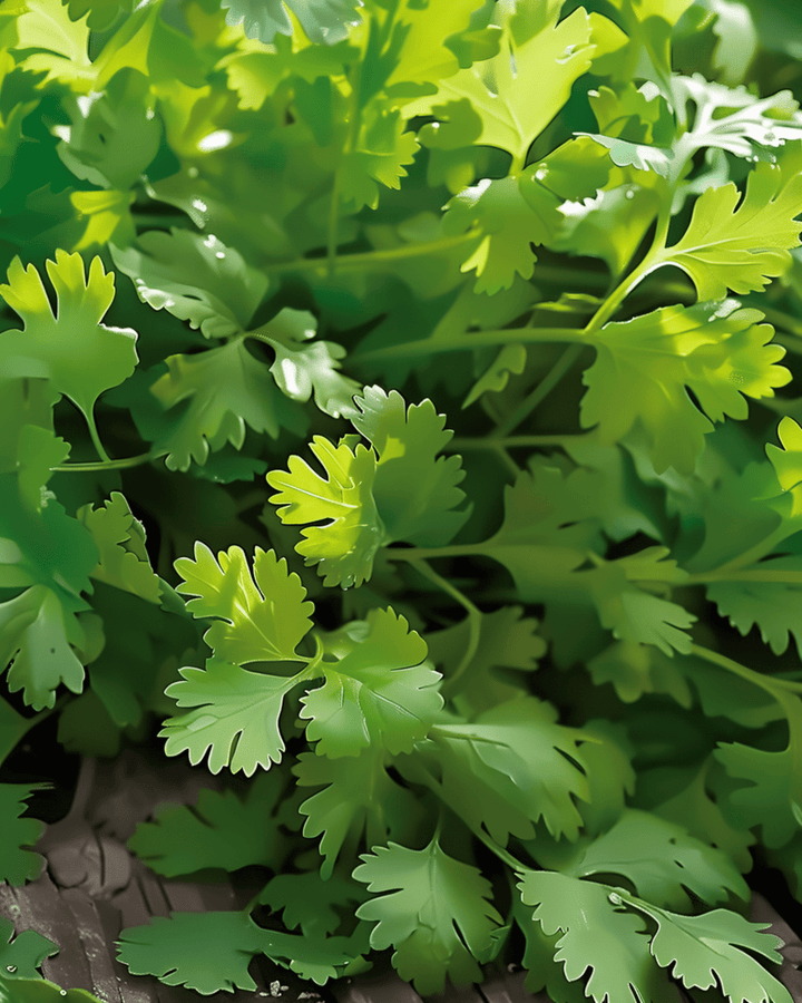 Coriander Seeds Coriandrum Sativum Annual Herb Slow Bolting Fine Leaf