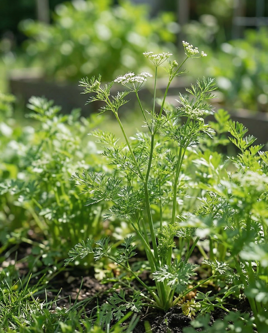 Coriander Seeds Coriandrum Sativum Annual Herb Slow Bolting Fine Leaf