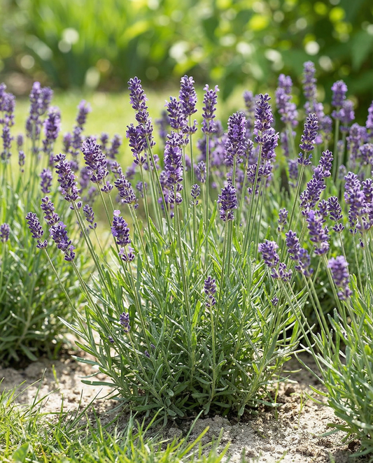 Lavender Seeds Lavandula Angustifolia Perennial Herb English Lavender