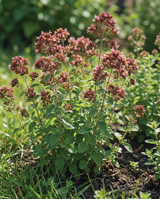 Oregano Seeds Origanum Vulgare Perennial Herb Rose Flowering