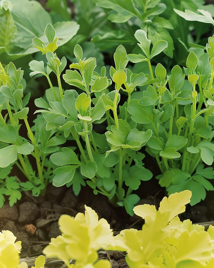 Yellow Mustard Seeds Sinapis Alba Annual Herb