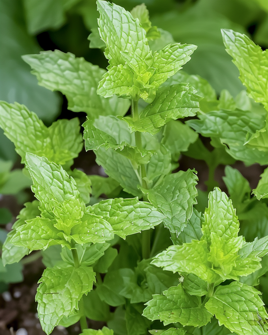 Peppermint Seeds Mentha Piperita Perennial Herb Herbal Tea
