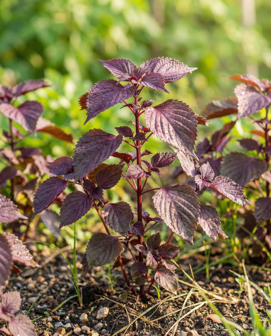 Perilla Seeds Shiso Red Leaved Perilla Frutescens Annual Herb