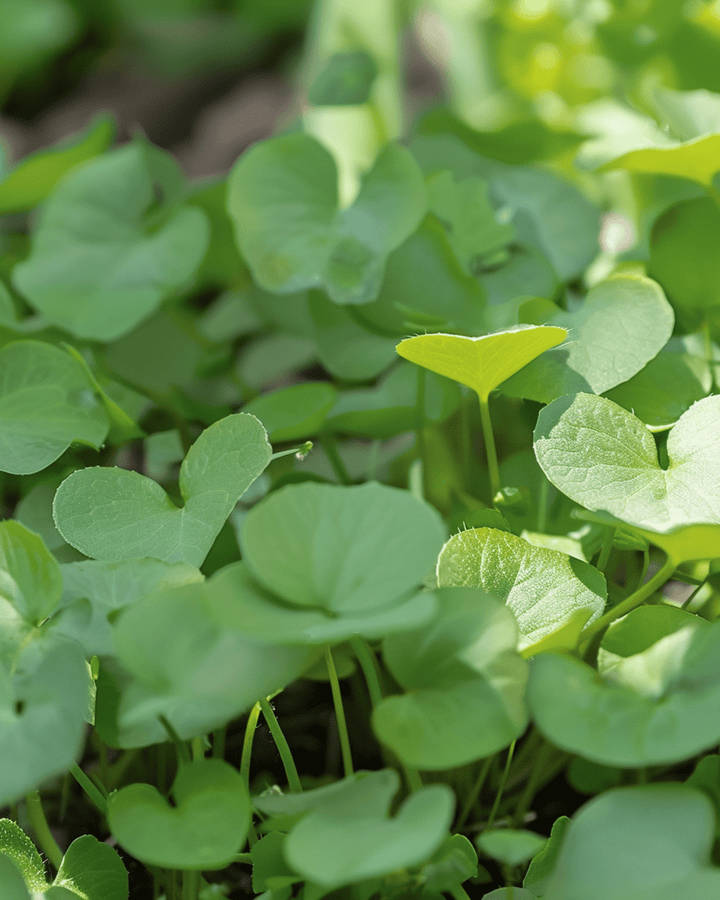 Watercress Garden Seeds Nasturtium Officinale Perennial Herb