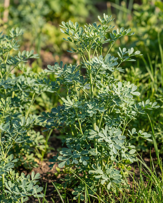 Rue Seeds Ruta Graveolens Perennial Herb