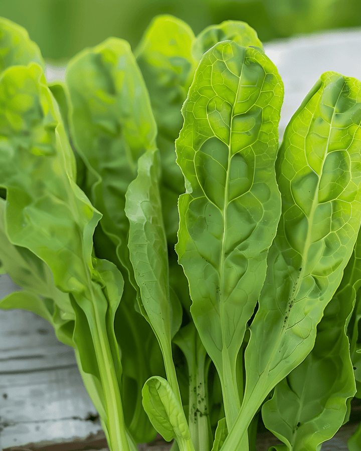 Sorrel Seeds Rumex Acetosa Perennial Herb