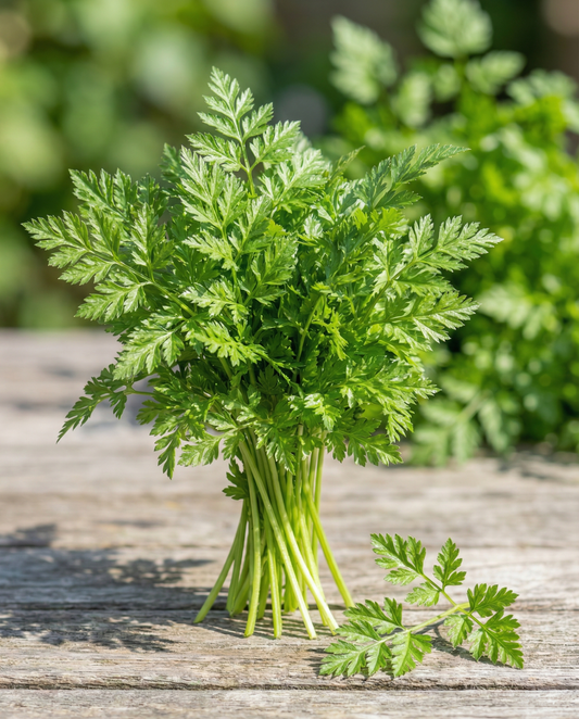 Winter Chervil Seeds Anthriscus Cerefolium Vertissimo Annual Vegetable