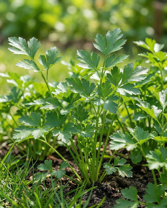 Italian Giant Parsley Seeds Petroselinum Crispum Annual Herb