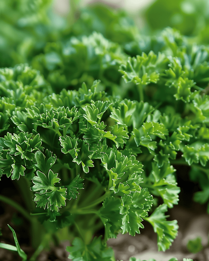 Curly Parsley Seeds Petroselinum Crispum Biennial Moss Curled