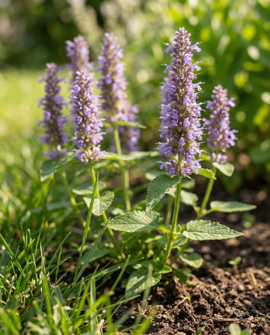 Mexican Hyssop Seeds Agastache Foeniculum Annual Flower