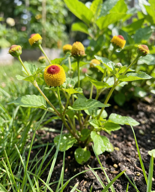 Spilanthes Oleracea Seeds Annual Toothache Plant Spilanthes Oleracea