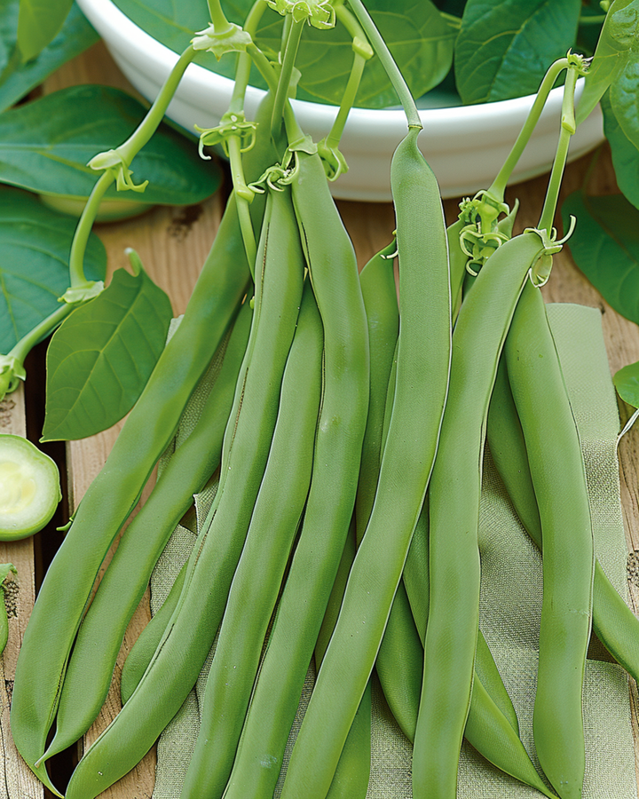 Dwarf Bean Seeds Admires Phaseolus Vulgaris Annual Variety