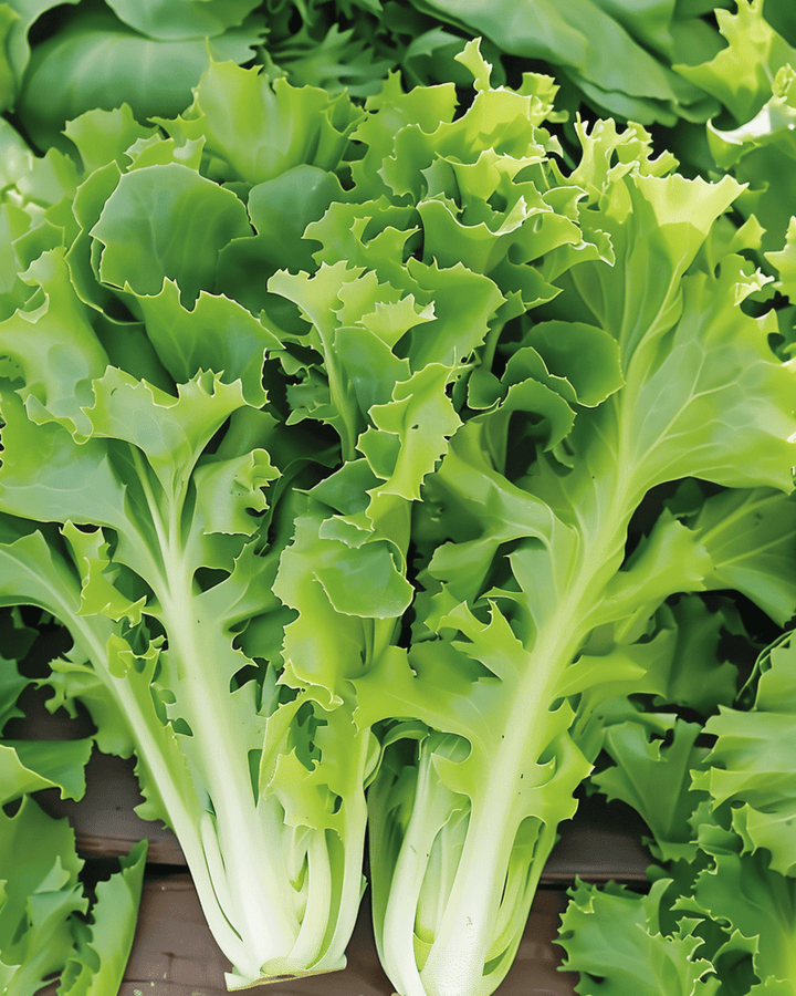 Endive Seeds Batavian Green Cichorium Endivia Annual