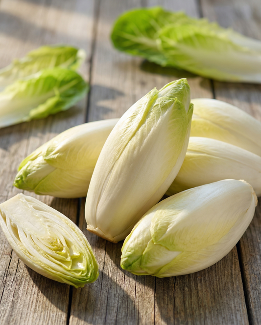 Brussels Chicory Seeds Cichorium Intybus Biennial Videna