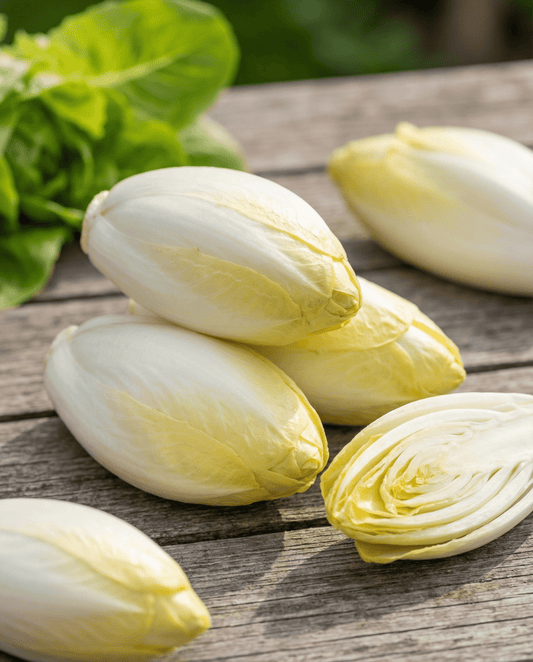 Chicory Seeds Zoom F1 Cichorium Intybus Biennial Vegetable Witloof