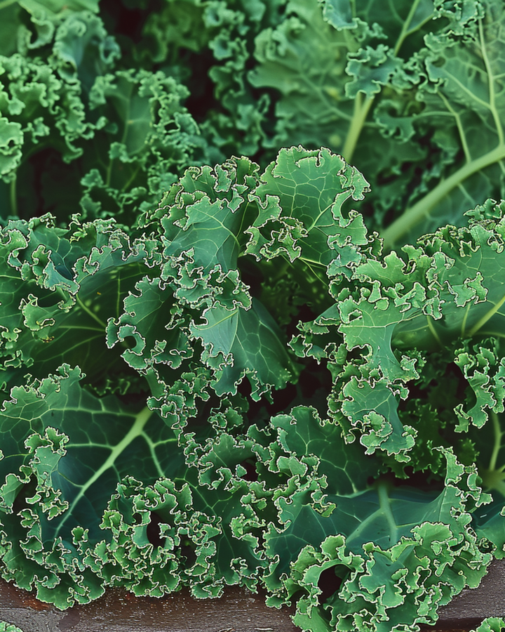 Curly Kale Seeds Brassica Oleracea Westlandse Herfst Late Annual Variety