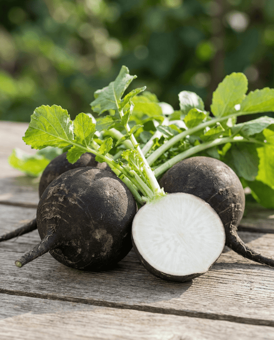 Spanish Black Round Winter Radish Seeds Raphanus Sativus Annual