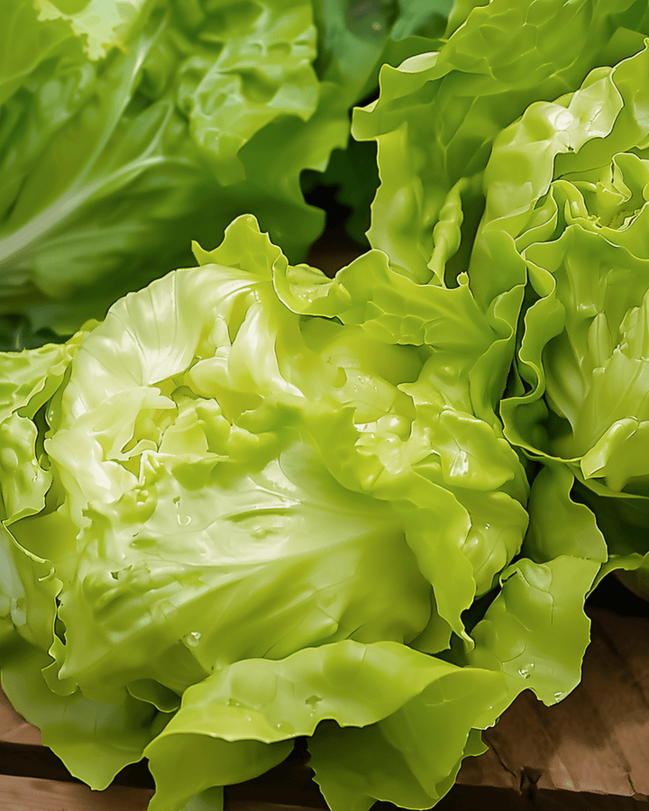 Butterhead Lettuce Seeds Lactuca Sativa Annual Grosse Blonde Paresseuse Heirloom