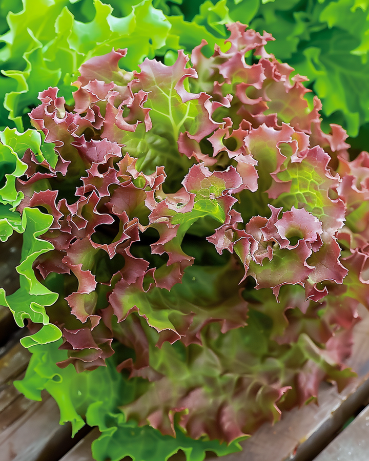 Lollo Rossa Lettuce Seeds Lactuca Sativa Annual Red Leaf