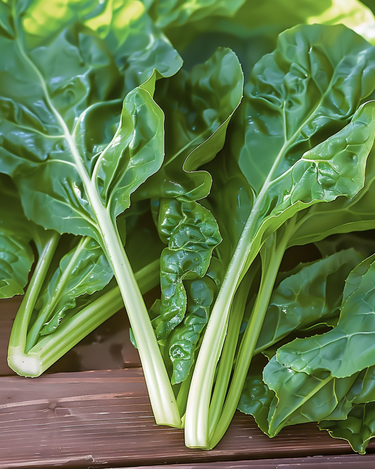 Semi di bietola da coste Common Green (Beta vulgaris) – verdura annuale