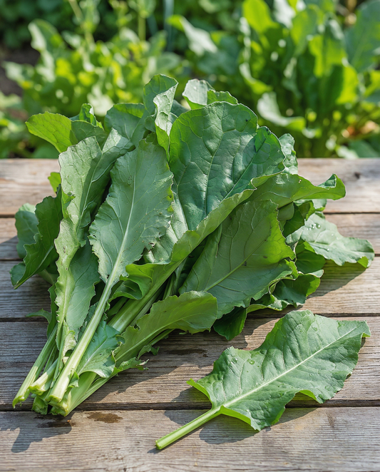 Sorrel Spinach Seeds Rumex Patientia Perennial