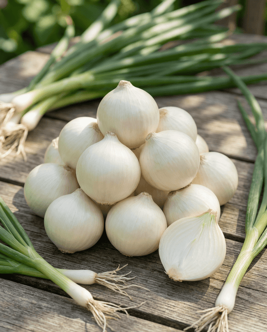Pickling Onion Seeds De Barletta Allium Cepa Annual
