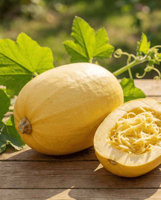 Spaghetti Squash Seeds Cucurbita Pepo Annual Variety Vegetable Spaghetti