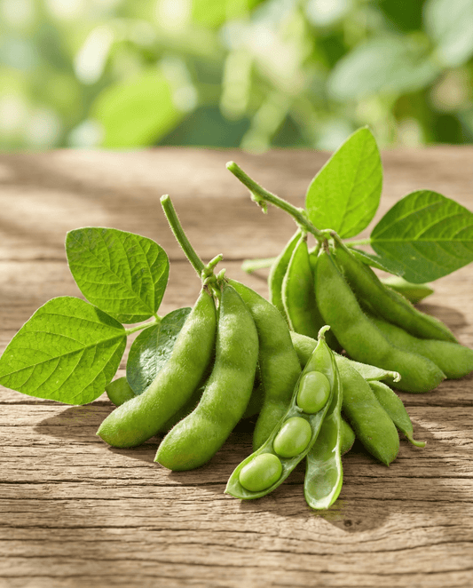 Edamame Soybean Seeds Glycine Max Annual Green Shell Variety