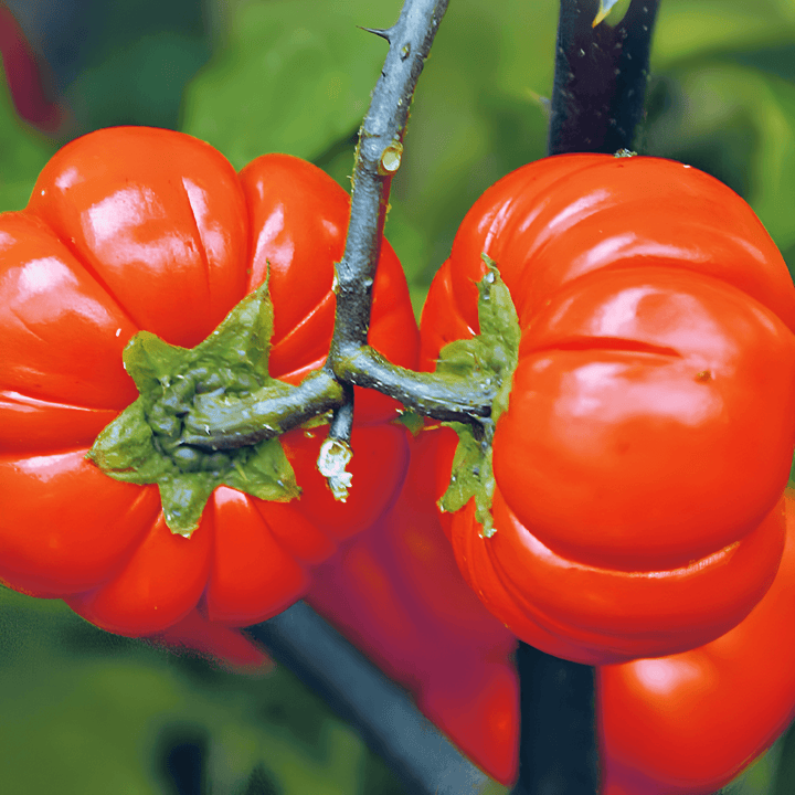 Pumpkin On A Stick Seeds Solanum Aethiopicum Annual