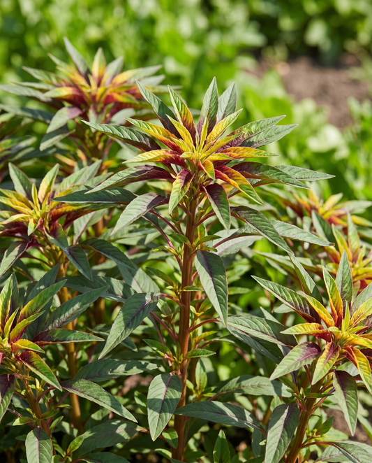 Amaranthus Tricolor Seeds Amaranthus Tricolor Annual 40cm