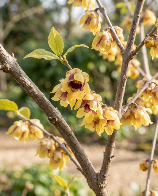 Wintersweet Seeds Chimonanthus Praecox Winter Flowering Shrub