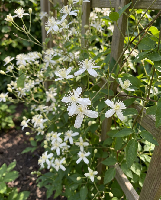 Clematis Vitalba Seeds Clematis Vitalba Perennial Climber Vine