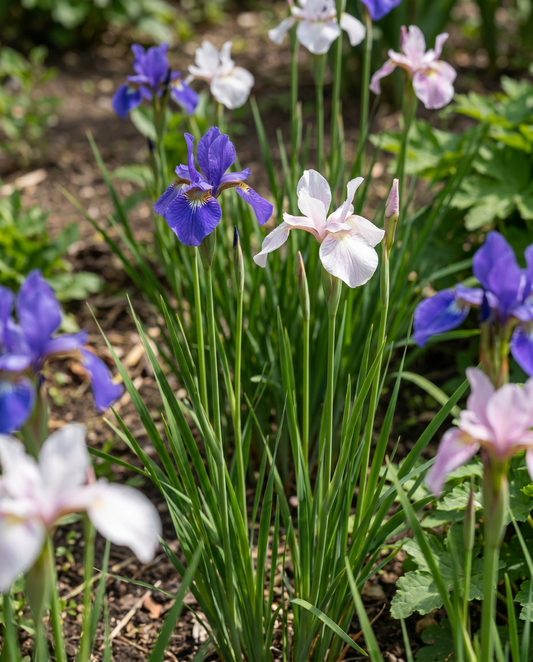 Siberian Iris Seeds Iris Sibirica Perennial Flower Mix