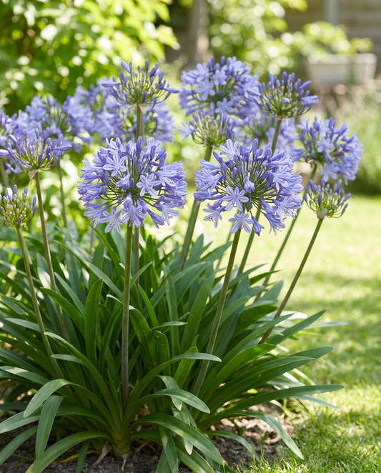 African Lily Seeds Agapanthus Umbellatus Perennial Flowers